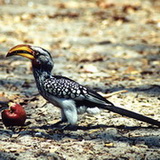 Moremi - Hornbill